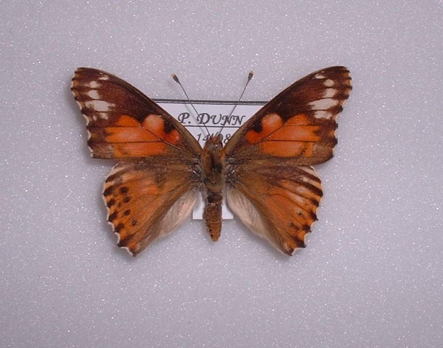Vanessa cardui (Painted lady abberation) Internet Image property of respective owner, non-commercial use only